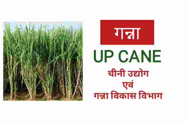 UP CANE